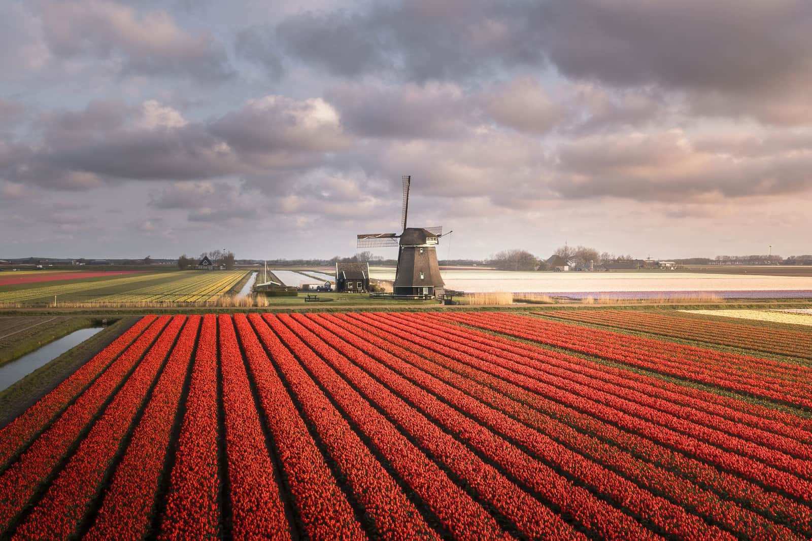 Tulip Lines