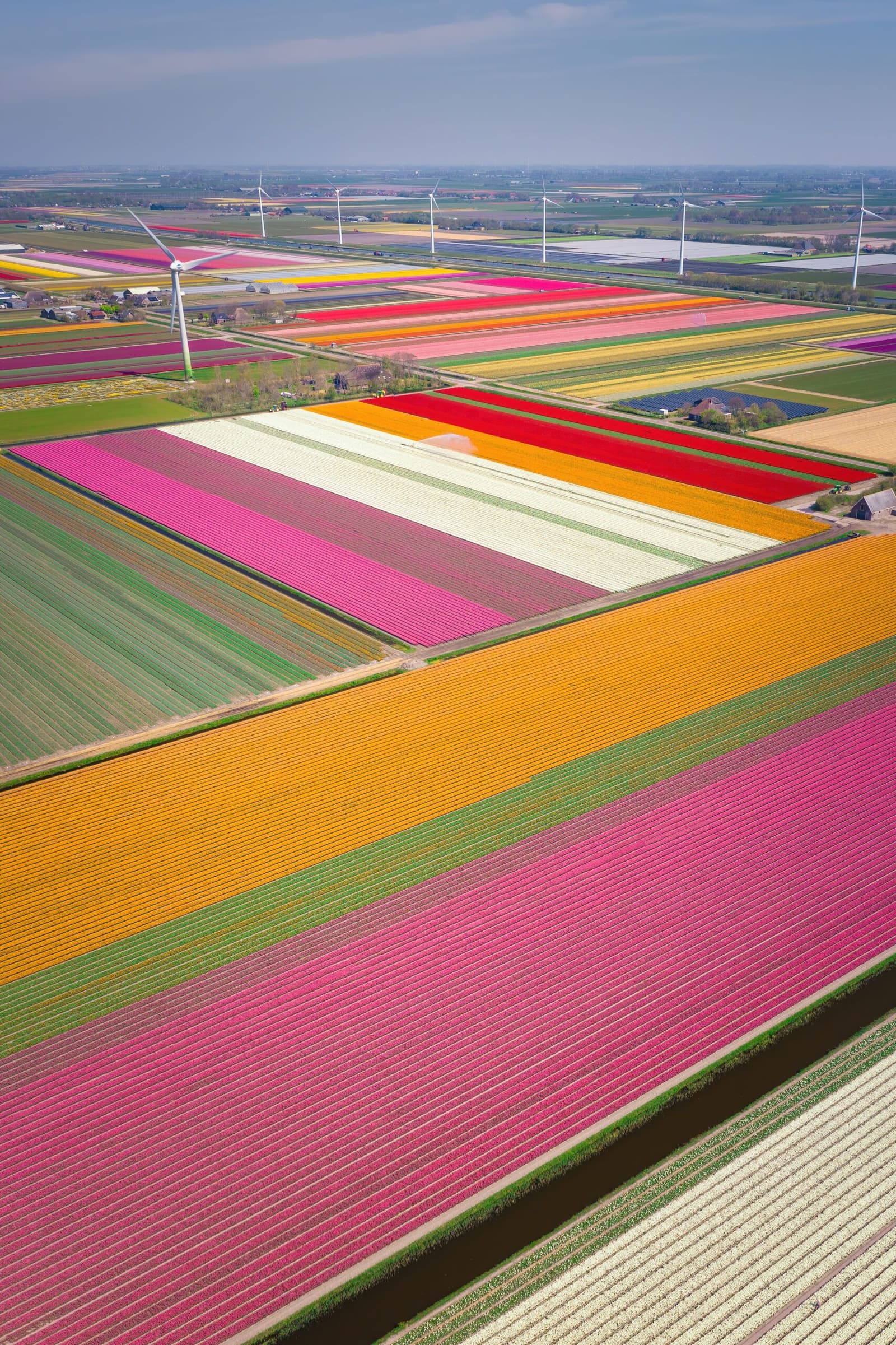 Pink Carpet
