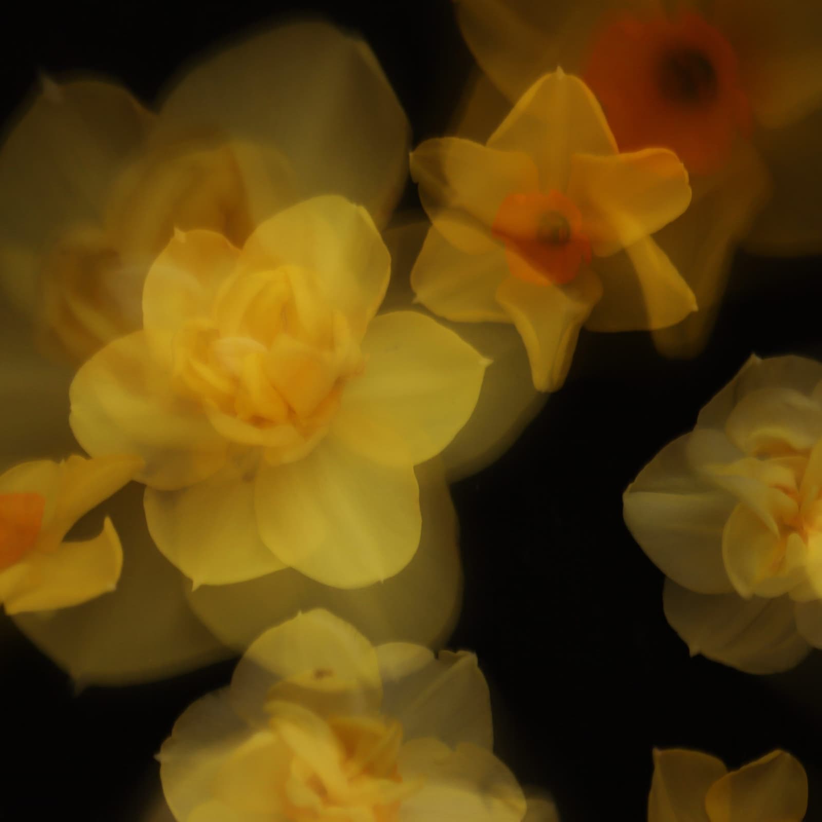 Hello Daffodils