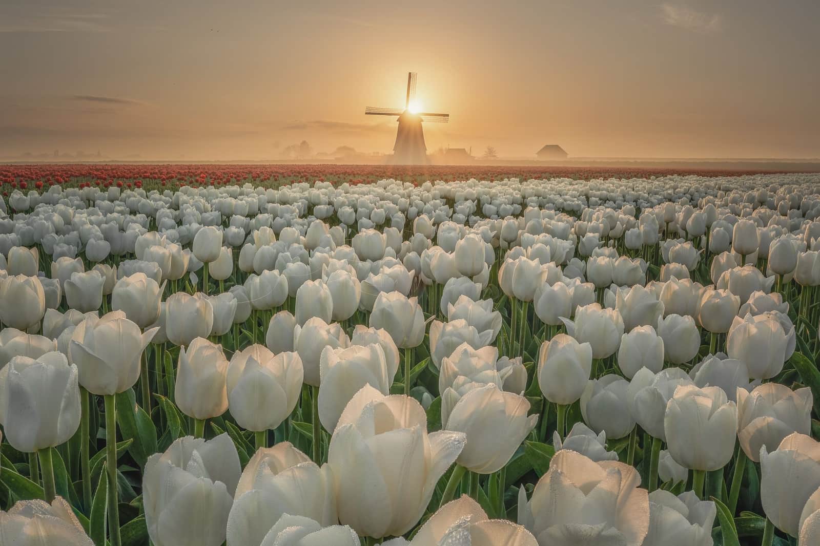 Dream Morning