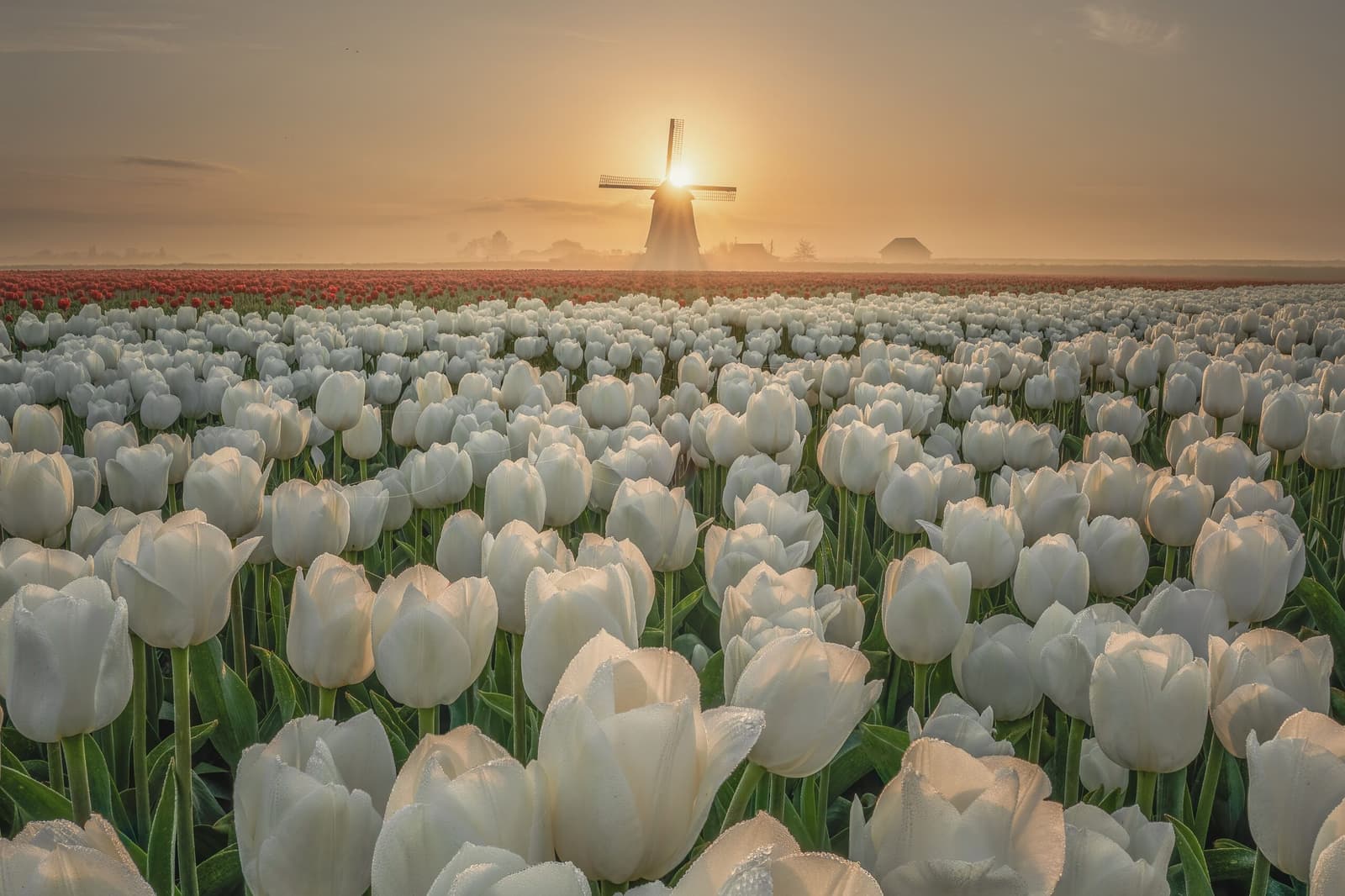 Dream Morning
