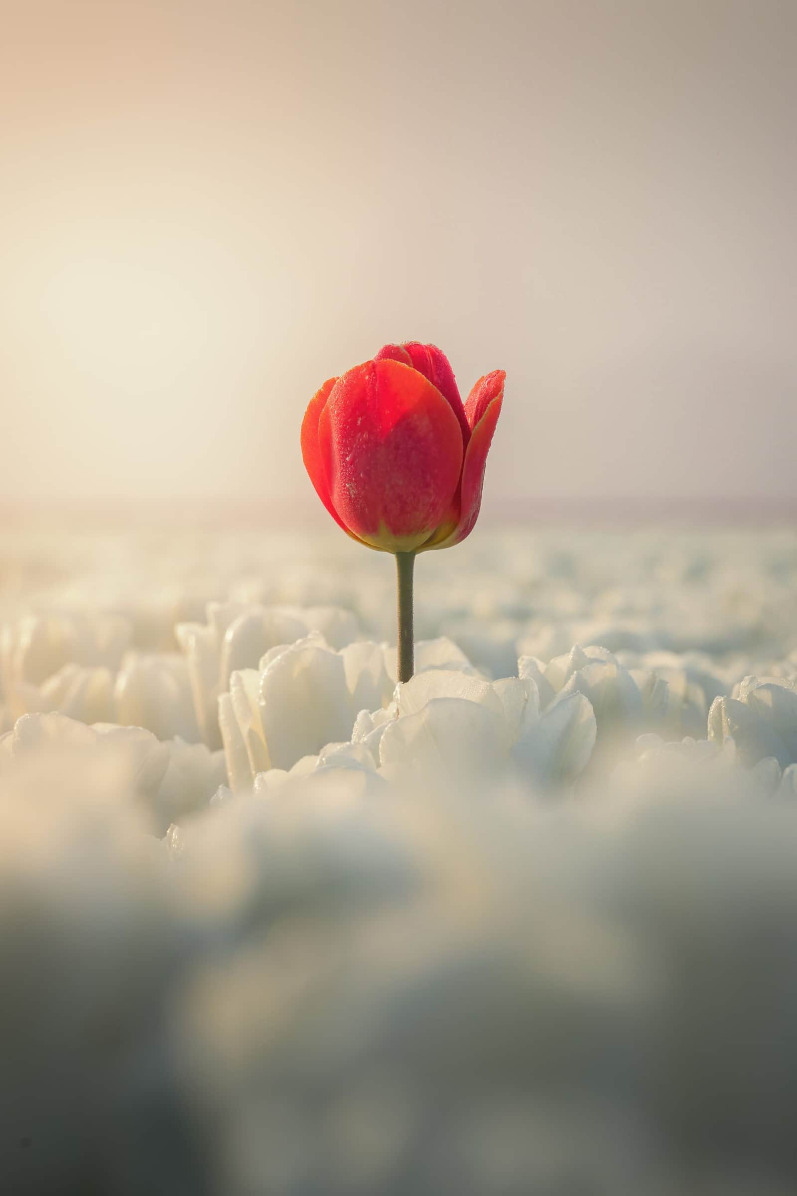 Standing Tall