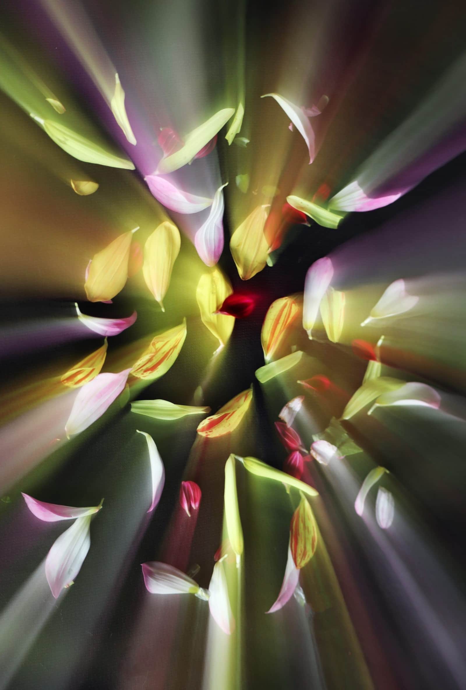Shining Leaves